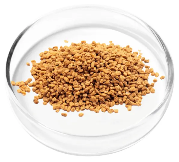 Dodder Seed